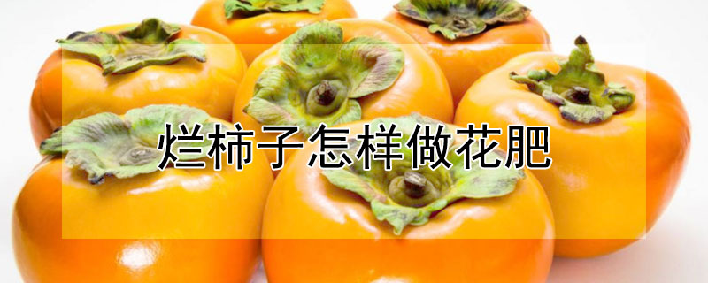 烂柿子怎样做花肥