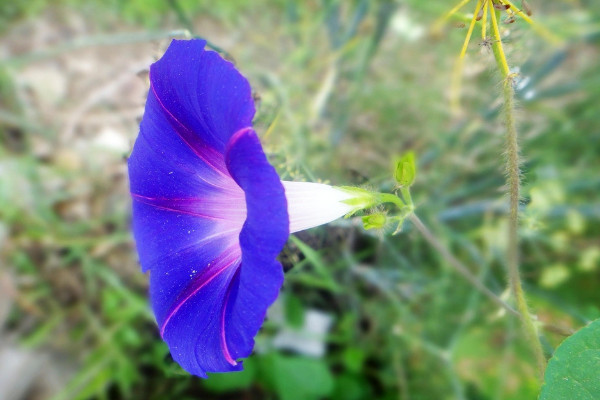 牵牛花盆栽容易开花吗
