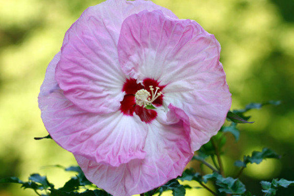 芙蓉花夏天几天一浇水