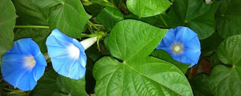 牵牛花种子是直接种吗