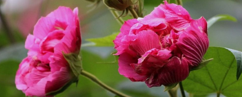 芙蓉花水培多长时间生根