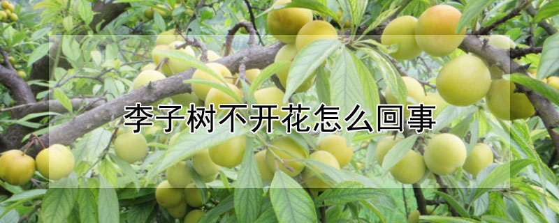 李子树不开花怎么回事 —【发财农业网】