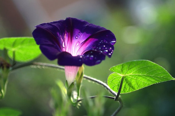 牵牛花冬天在室外根能冻死吗