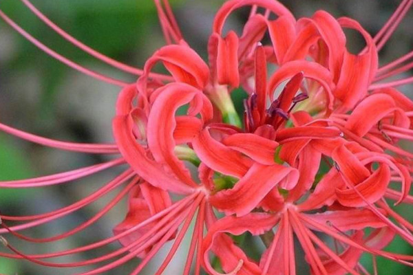 彼岸花能在楼顶养吗