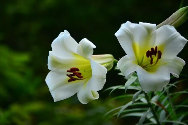 百合花如何留种球 发财农业网 百合花如何留种球 发财农业网