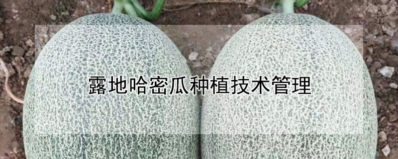 露地哈密瓜种植技术管理