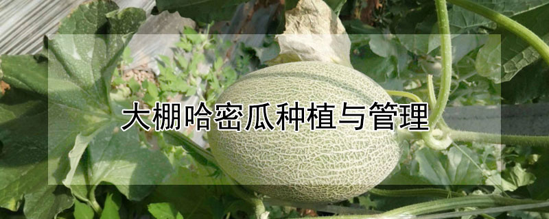 大棚哈密瓜种植与管理