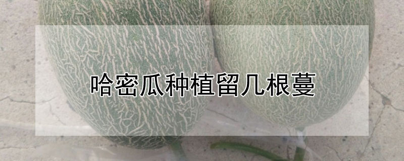 哈密瓜种植留几根蔓