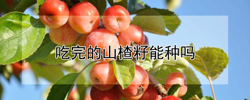 吃完的山楂籽能种吗