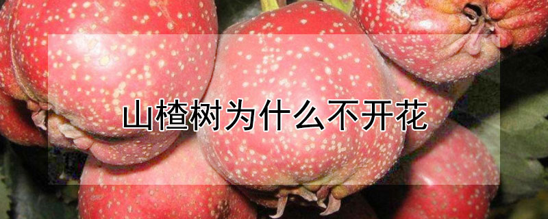 山楂树为什么不开花