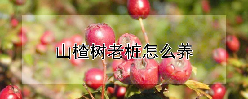 山楂树老桩怎么养