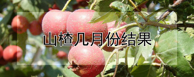 山楂几月份结果