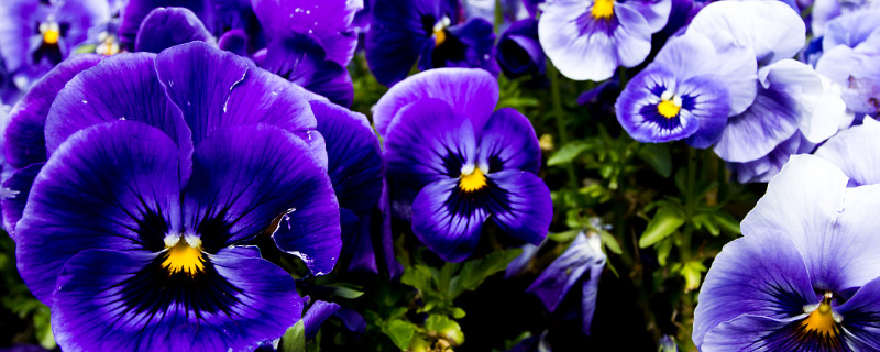 盆栽紫罗兰有哪些品种