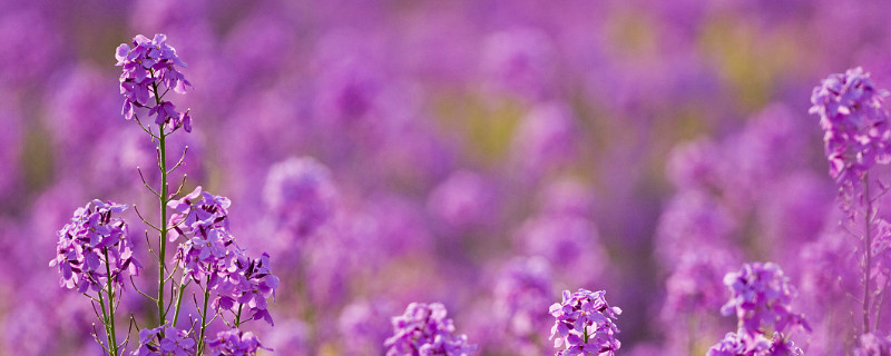 紫罗兰花怎么养在花瓶里