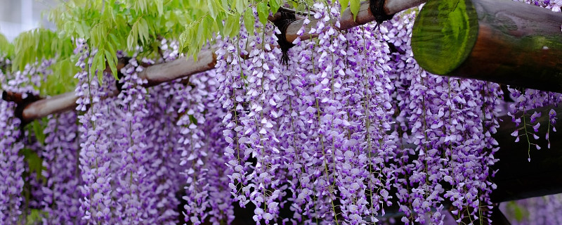 紫罗兰种植时间和方法