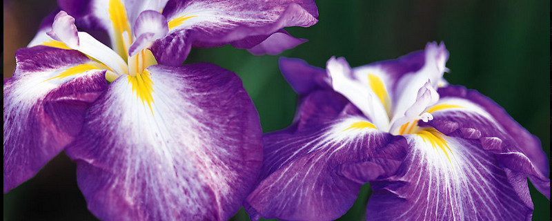 种植紫罗兰用什么盆