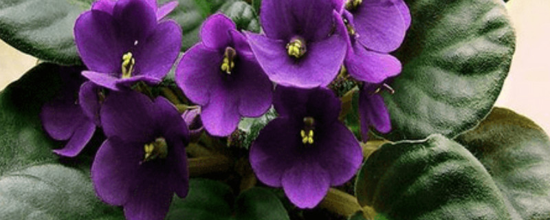 紫罗兰盆栽怎么养