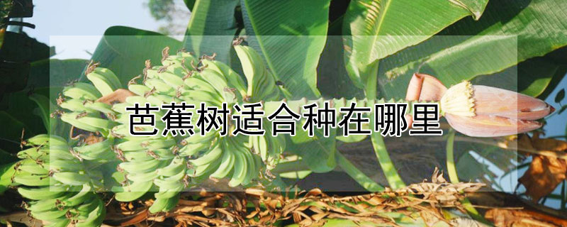 芭蕉树适合种在哪里 —【发财农业网】