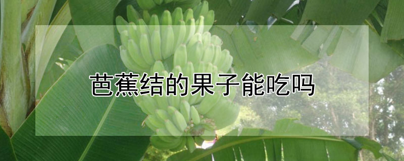 芭蕉结的果子能吃吗