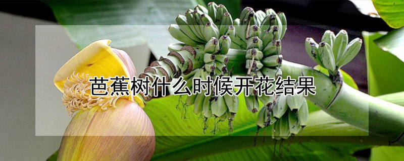芭蕉树什么时候开花结果 —【发财农业网】