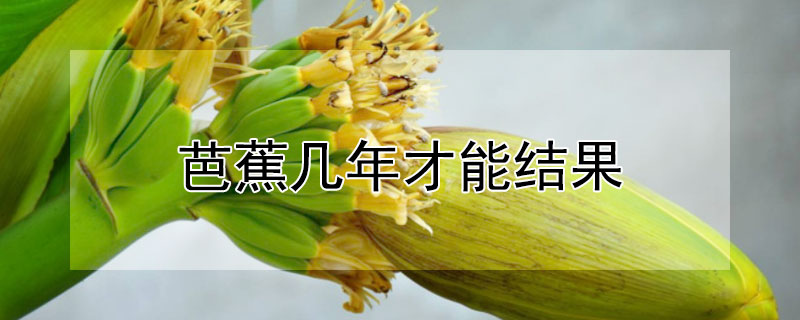 芭蕉几年才能结果