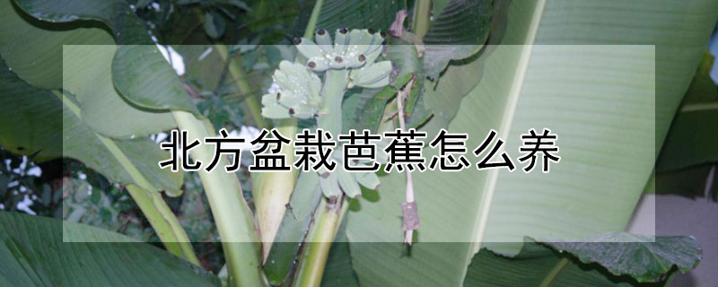 北方盆栽芭蕉怎么养