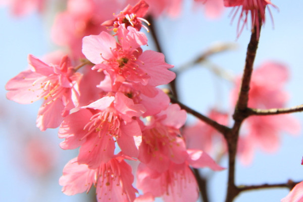 梅花和桃花的区别