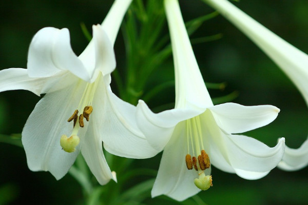 百合花叶子发黄是怎么回事