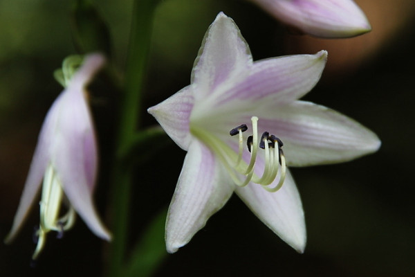 如何让百合分叉多开花