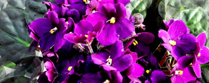 非洲紫罗兰为什么不开花