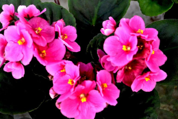 粉色紫罗兰花语是什么意思