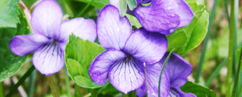 蓝色紫罗兰的花语是什么