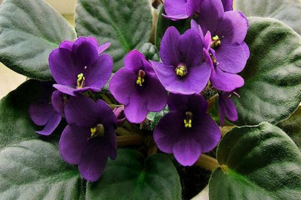 蓝色紫罗兰的花语是什么