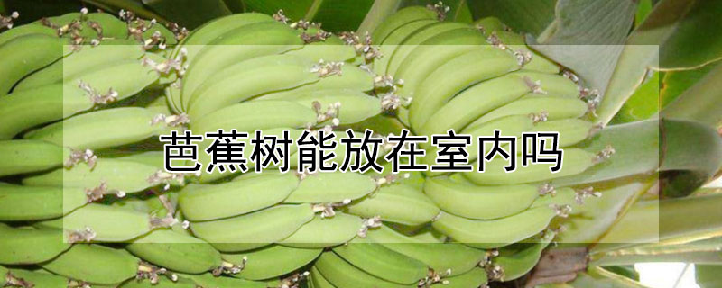 芭蕉树能放在室内吗 —【发财农业网】