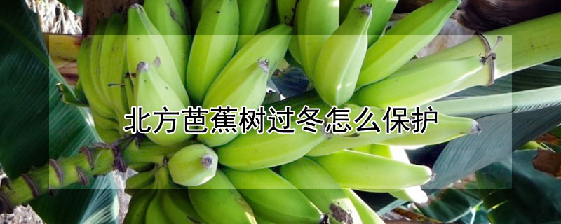 北方芭蕉树过冬怎么保护