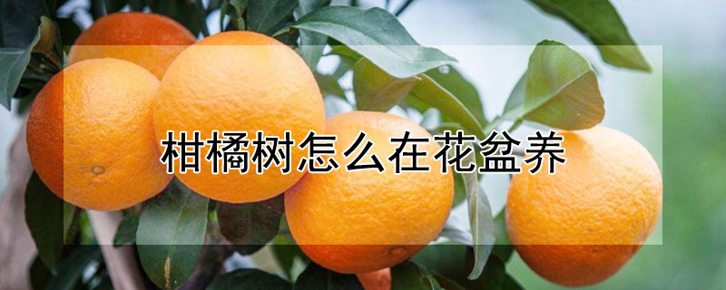 柑橘树怎么在花盆养 发财农业网
