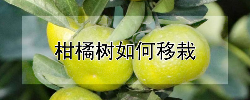 柑橘树如何移栽