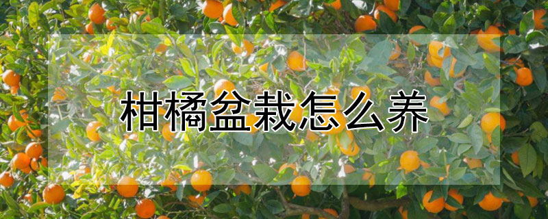柑橘盆栽怎么养