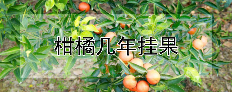柑橘几年挂果