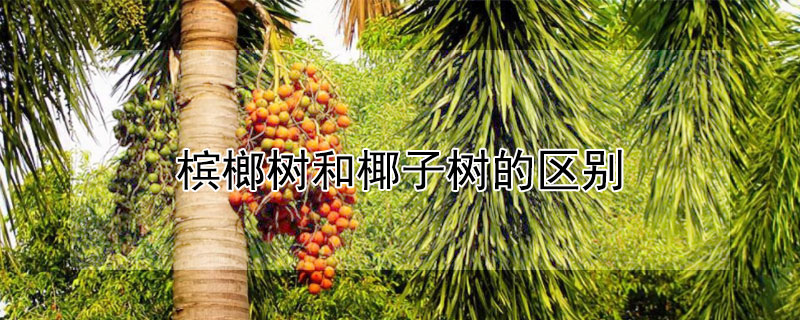 槟榔树和椰子树的区别 —【发财农业网】