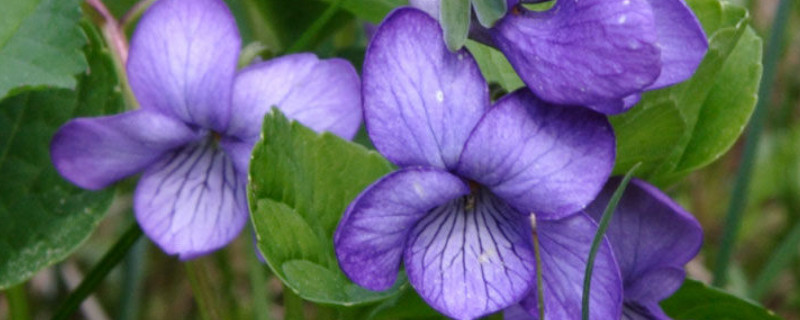 紫罗兰一盆栽几棵