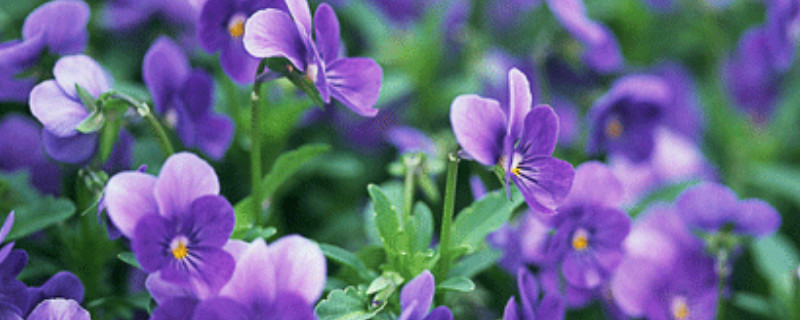 紫罗兰用什么花盆
