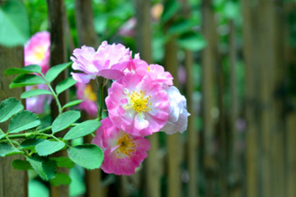 蔷薇花放花瓶怎么养 发财农业网 蔷薇花放花瓶怎么养 发财农业网