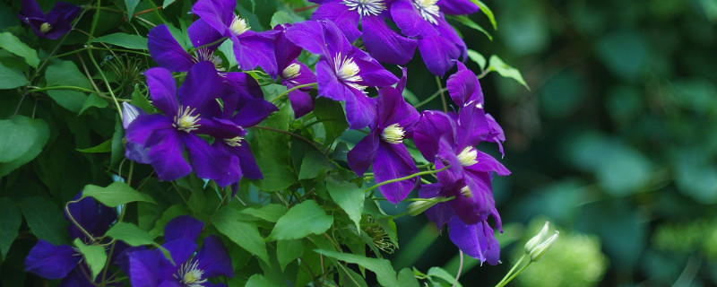 紫罗兰鲜花蔫了怎么办