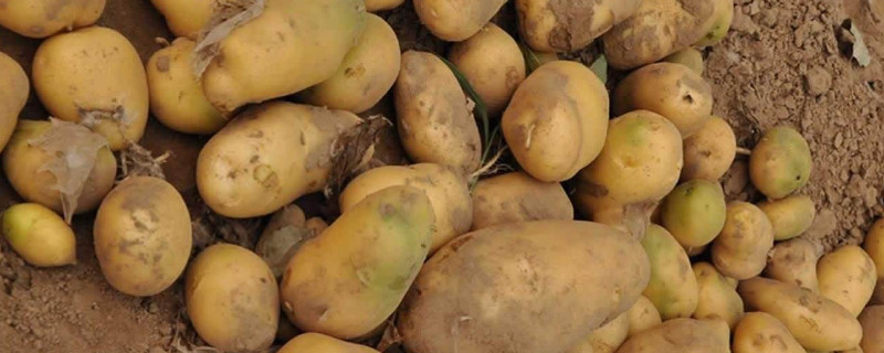 土豆怎么播种方法