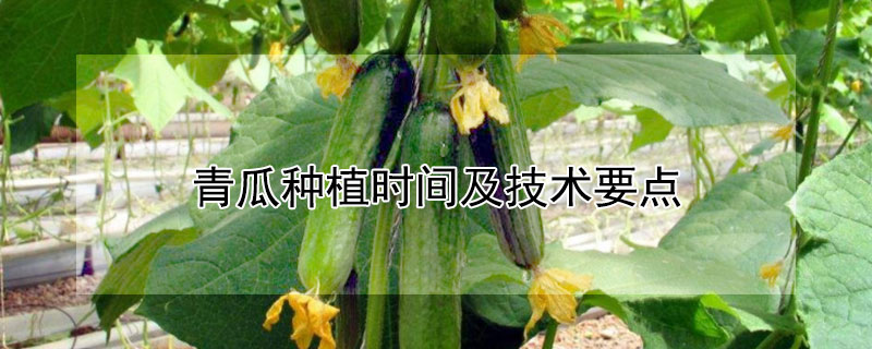 青瓜种植时间及技术要点