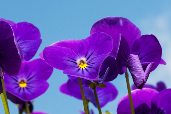 紫罗兰花长出来的豆角有毒吗