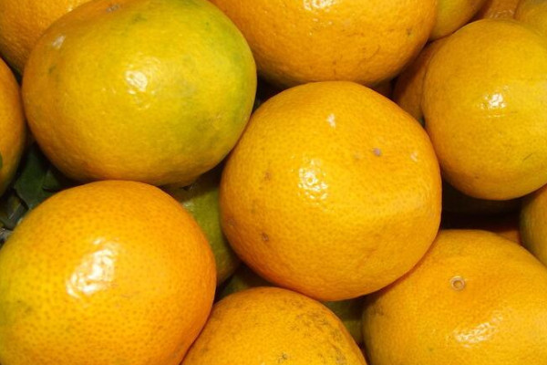 蜜柑和橘子有什么区别 发财农业网