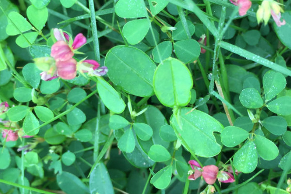 养的花生小飞虫怎么治