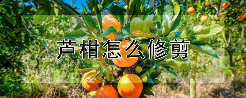 芦柑怎么修剪